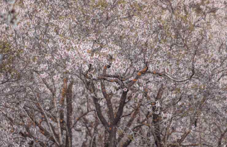 Mandorli in fiore nonostante la neve