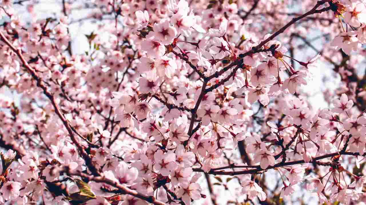 Mandorli in fiore anche se c'è la neve