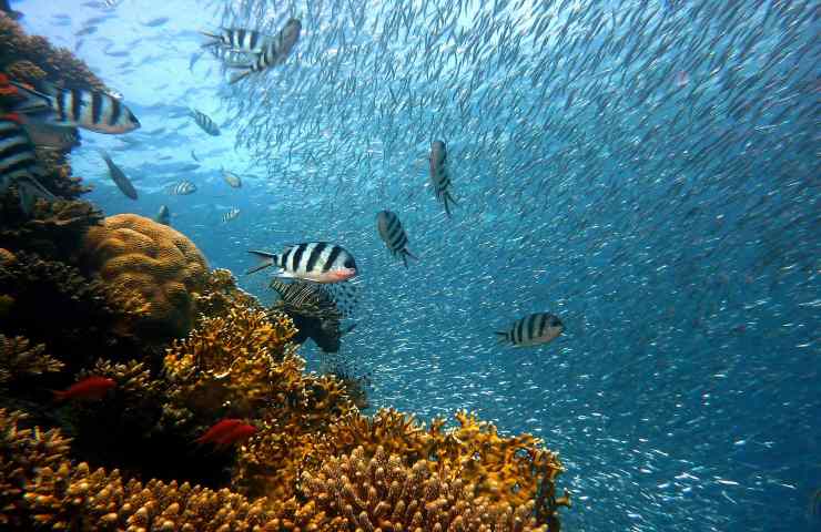 professore prova a trascorre 100 giorni sott'acqua