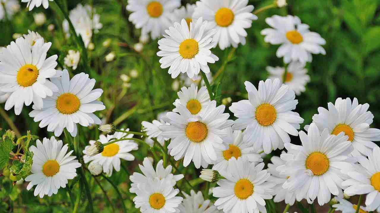 Piante fiori spontanei facili coltivare 