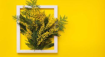 Mimosa, se ami questa pianta conosci come poterla coltivare in casa tua | Basterà un vaso