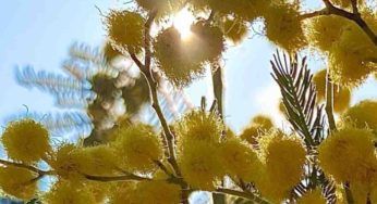 Mimose, a causa della siccità ce ne sono sempre meno