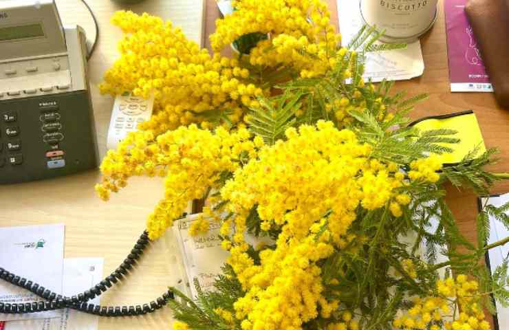 Mimose causa siccità sempre meno