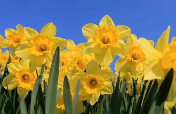 Cura dei narcisi