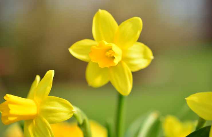 Come curare i narcisi