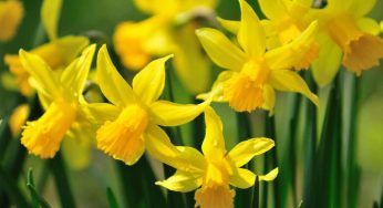 Narcisi, impegno e attenzione ma non fioriscono: i possibili motivi