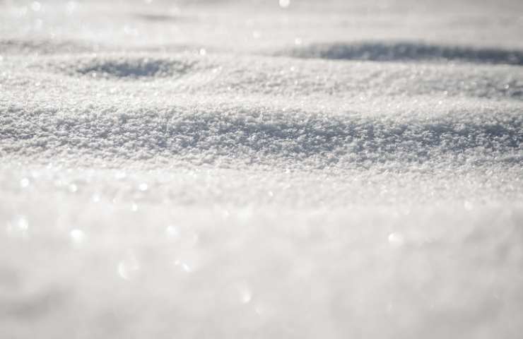 C'è la neve e i mandarli fioriscono