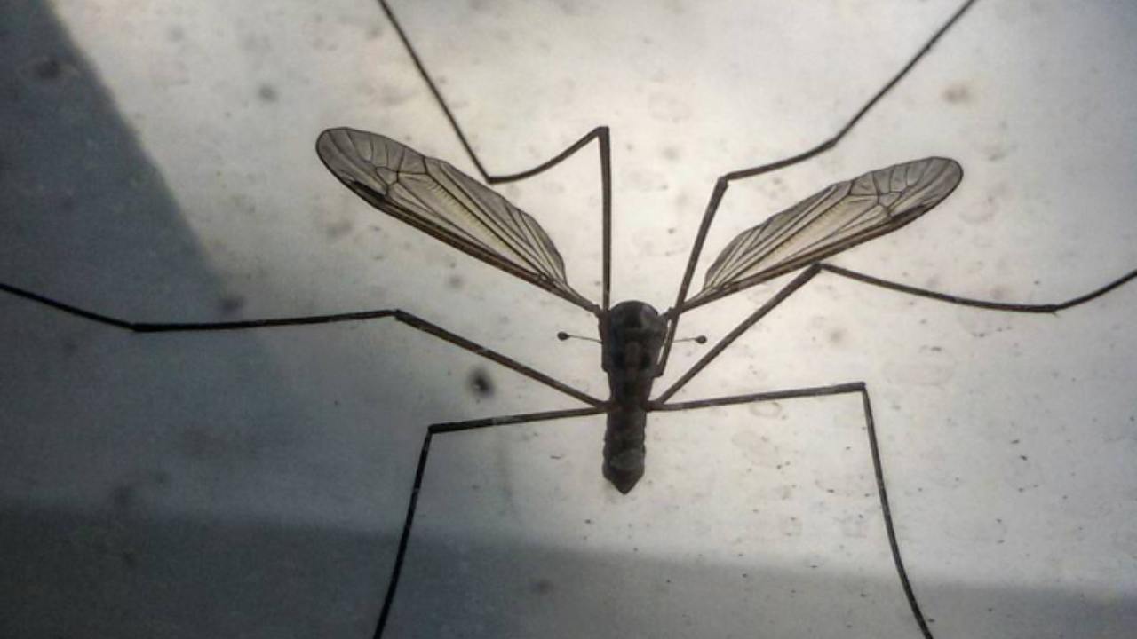 zanzare ultima specie scoperta grande veloce