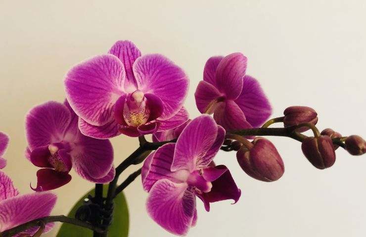 orchidea radici fertilizzante