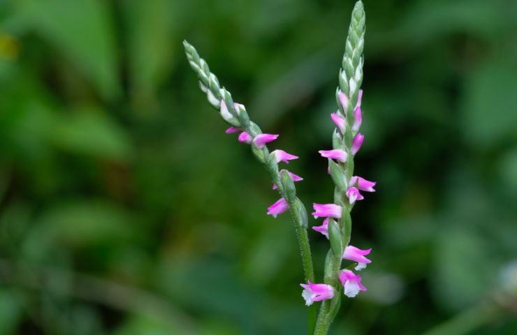 Spiranthes