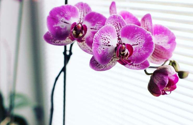 orchidea radici fertilizzante