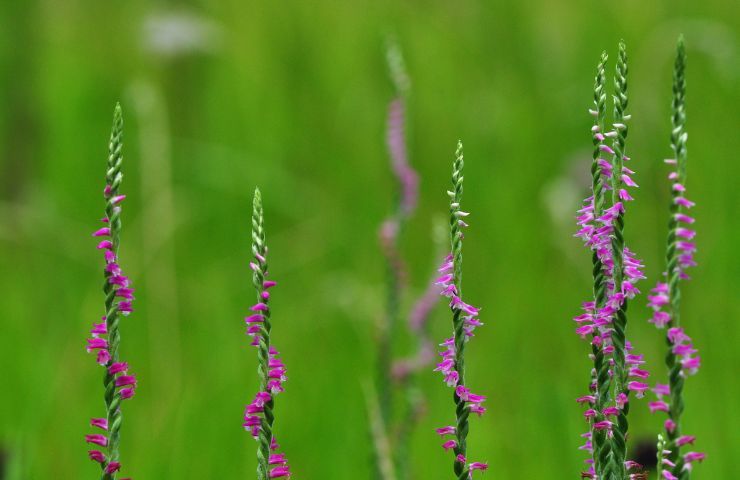 Orchidea