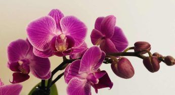 Orchidea, devi evitare che le radici si brucino: presta attenzione