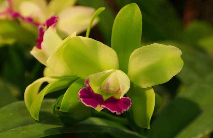 Orchidea recupero