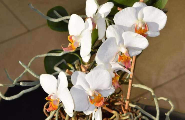 Orchidea irrigazione