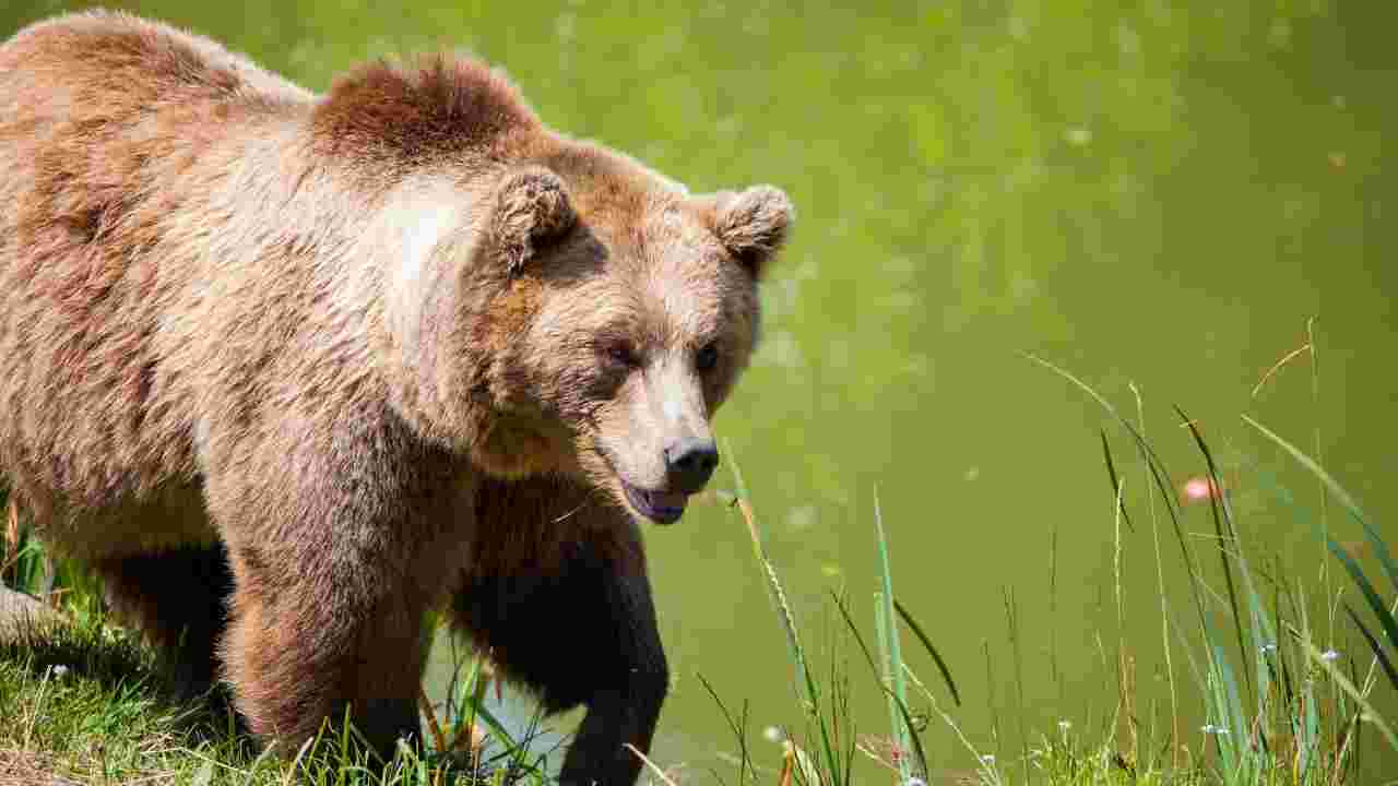 Attacco orso contro uomo Trentino