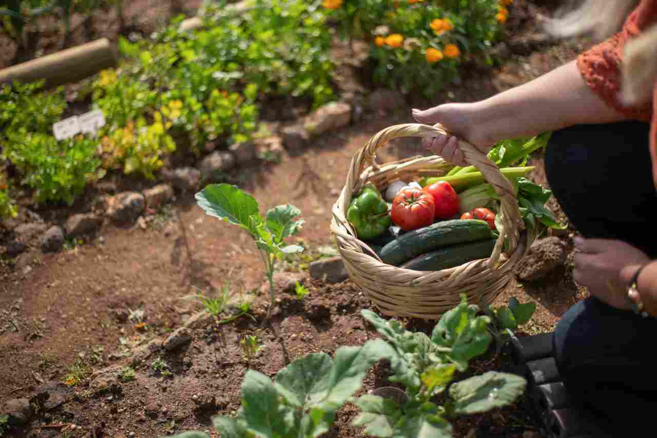 Ortaggi seminare orto giardino domestico primavera