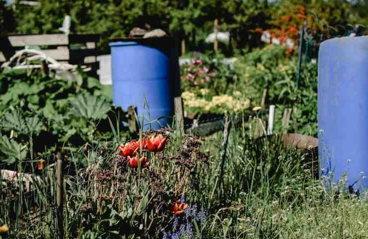 Multa salata uso prodotti chimici tossici orto giardino