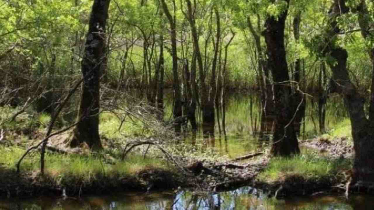 paludicoltura cosa è emergenza climatica