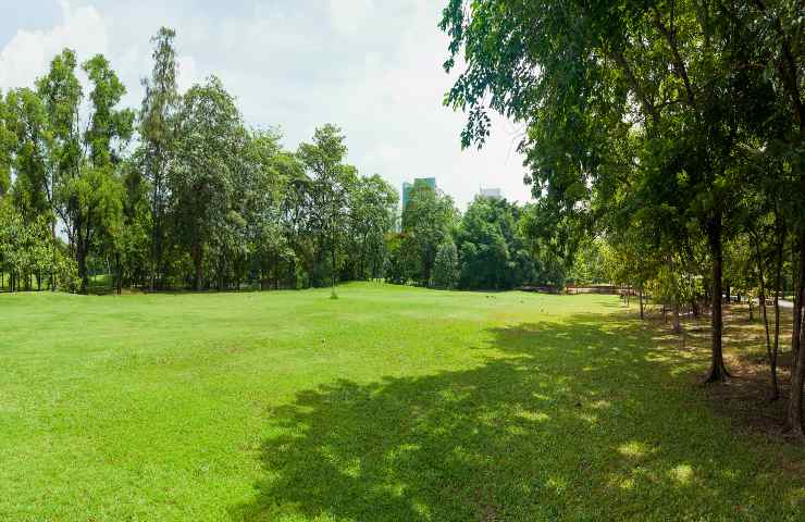 ruolo purificazione piante e alberi aria cittadina