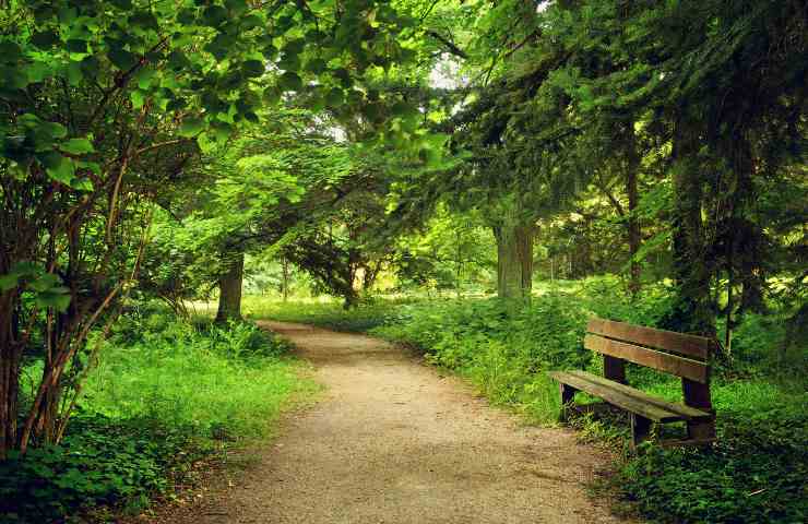 alberi e piante migliorano aria città