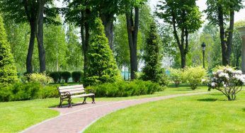 Aria urbana, purificata grazie ad alberi e piante
