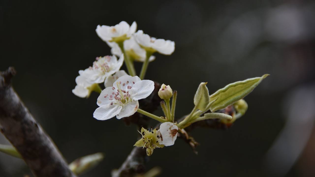 Pero da fiore: il suo impatto