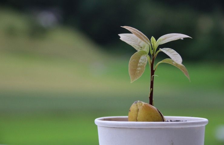 coltivare albero di avocado in casa