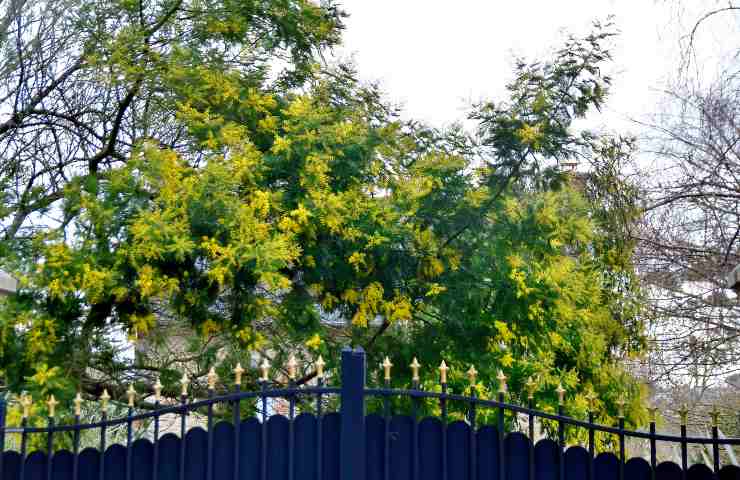 Pianta di mimosa trucchi giardinaggio