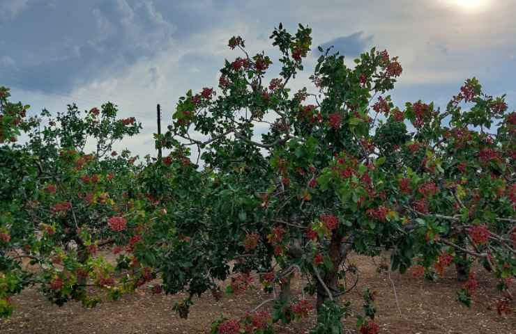 pistacchio gusci giardino casa