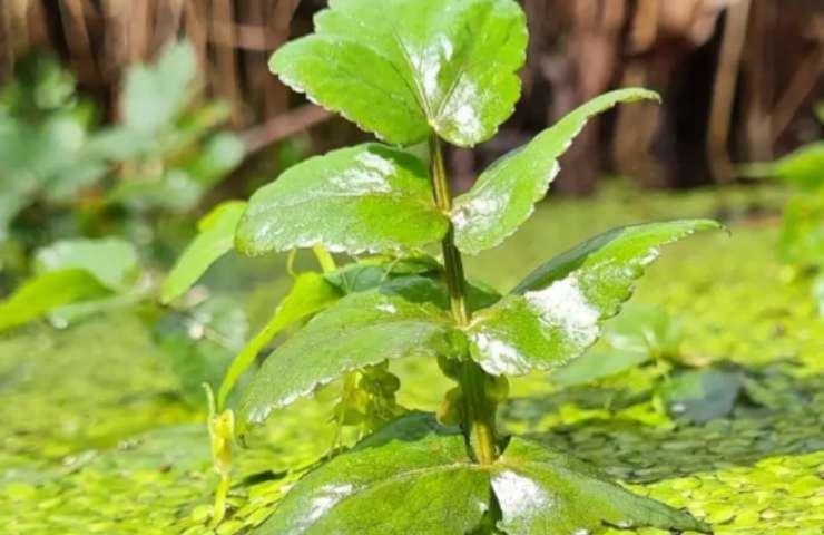 paludicoltura cosa è emergenza climatica