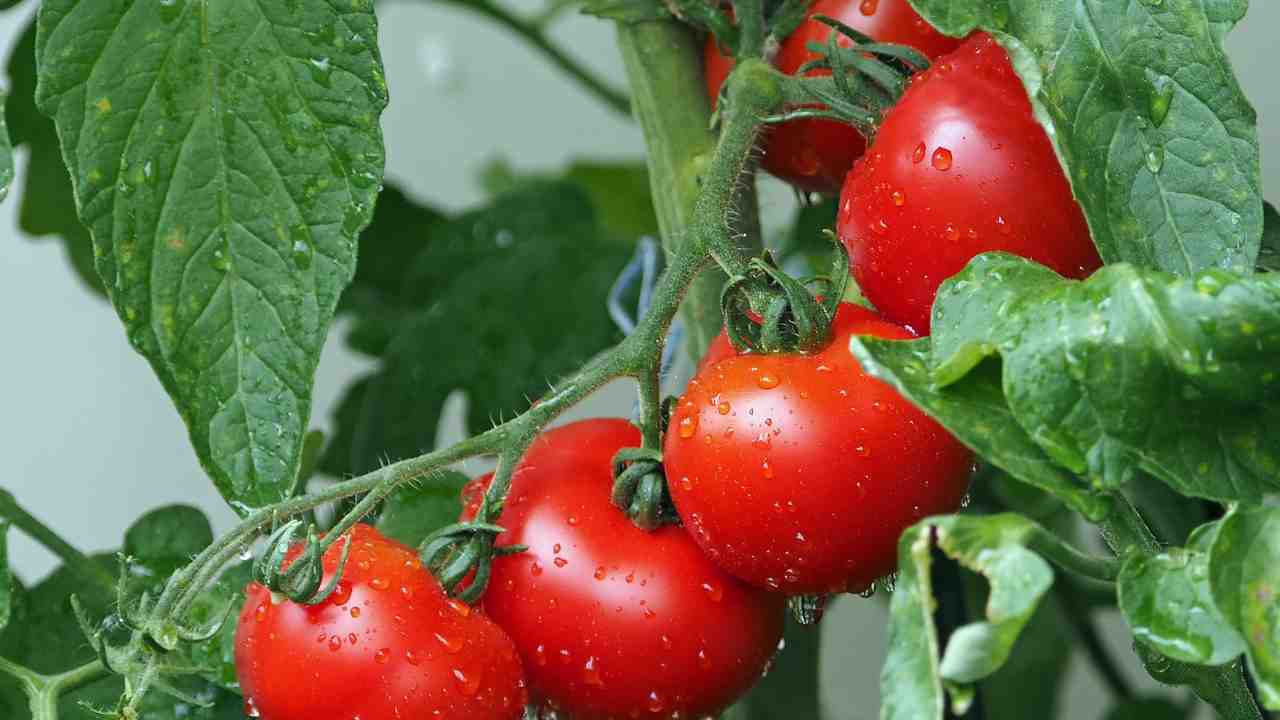 Tricomi piante pomodoro funzione