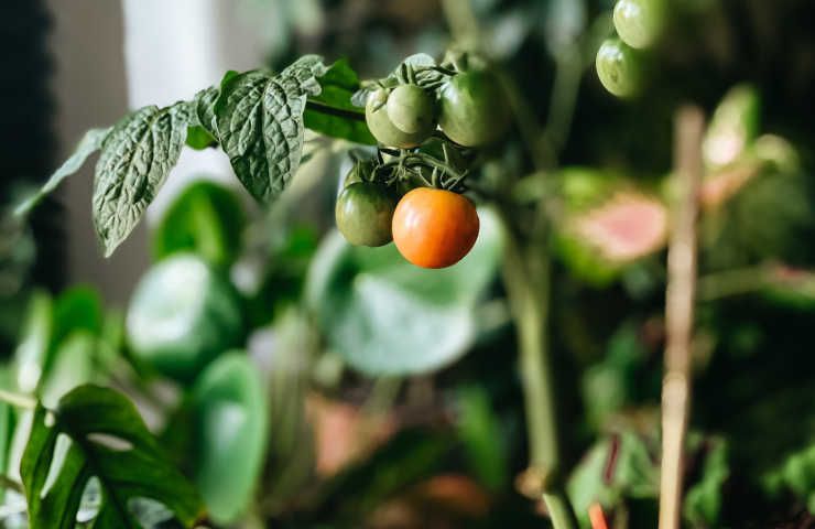 Tricomi piante pomodoro funzione