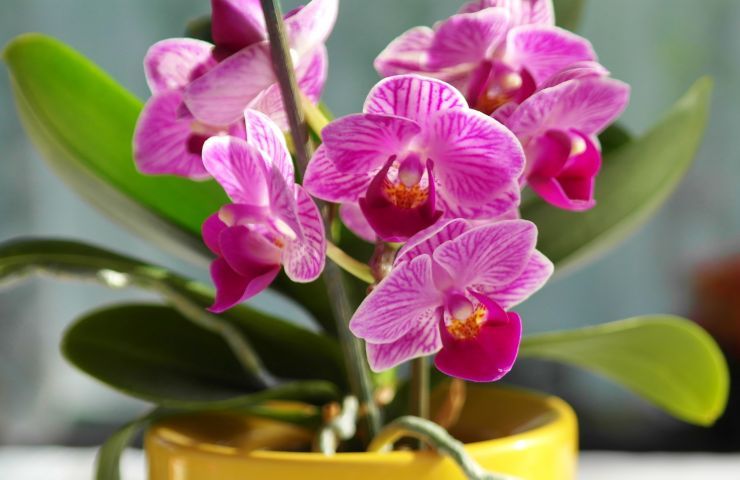 orchidee fertilizzante casa caffè