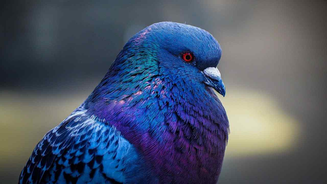 Incubo piccioni sul balcone: come tenerli alla larga