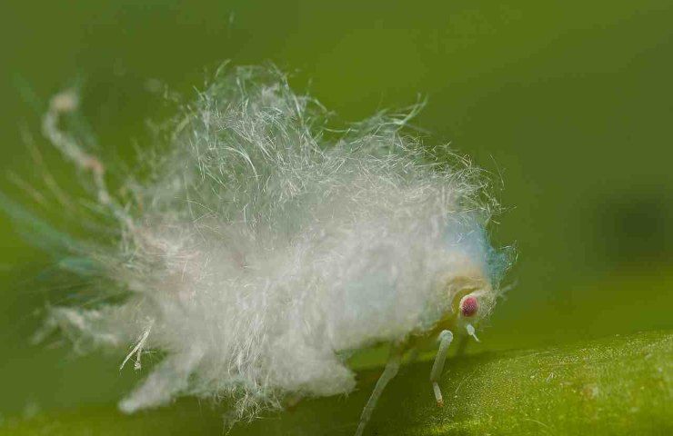 Planthopper Nymph insetto popcorn