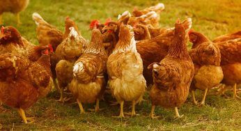 Galline, questi cibi sono tossici: NON devono mangiarli MAI