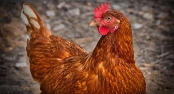 Pollo, bianco e giallo: conosci la differenza