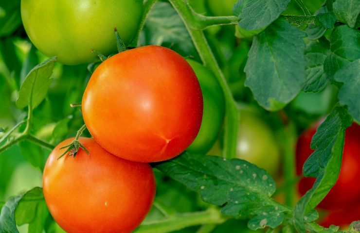 Seminare pomodori