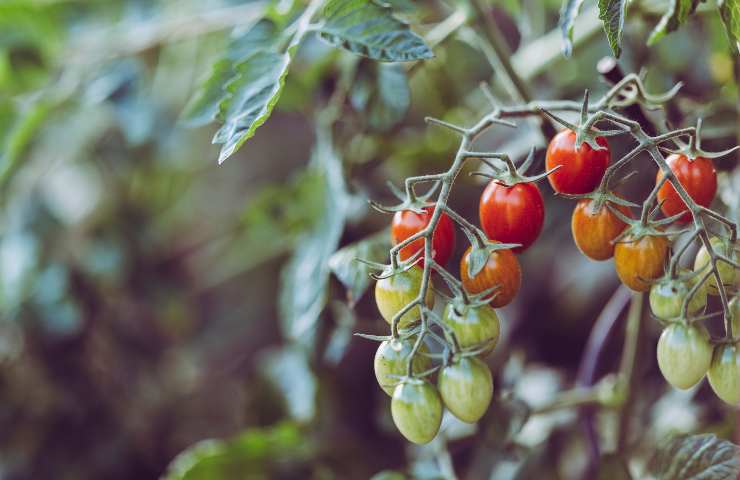 Pomodori: il trucco per un raccolto ampio