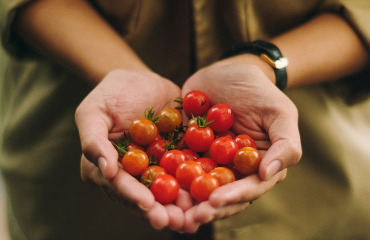 Pomodori: fai il raccolto così