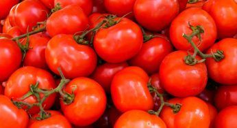 Pomodori, per un raccolto più grande vanno piantati così