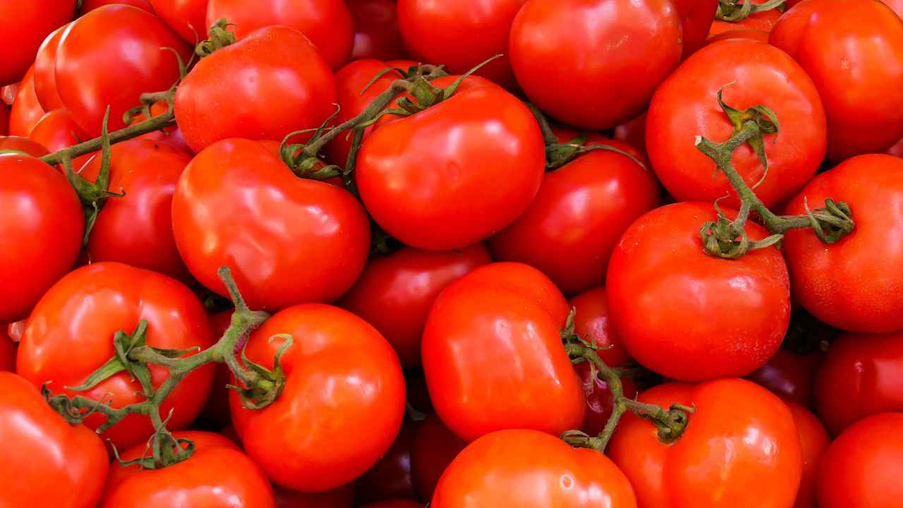 Pomodori: coltivali così