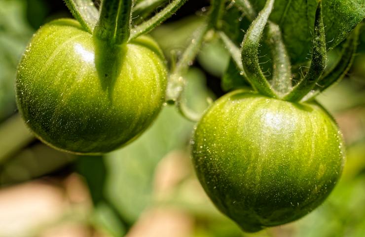 video falso social coltivazione pomodoro