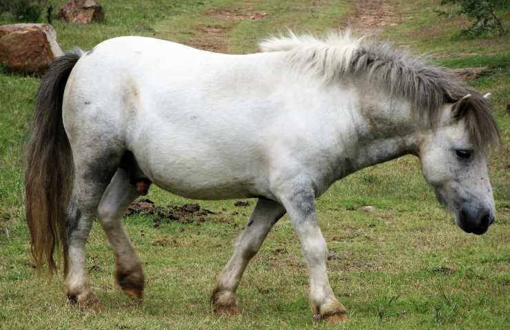 Pony va d'accordo con il cane?