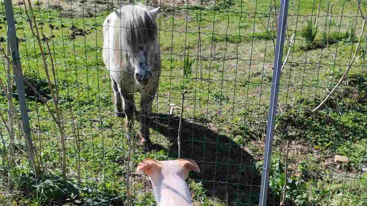 Pony e cani vanno d'accordo?