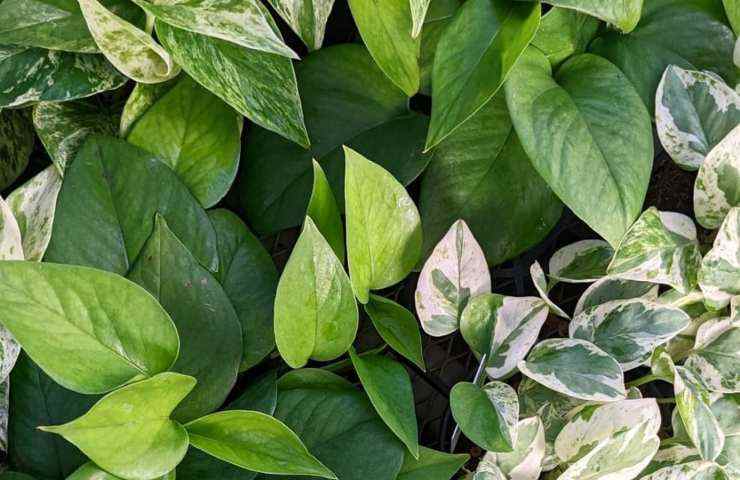 Pothos rinvaso 