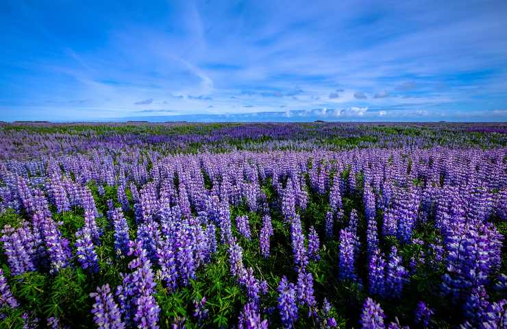 Festival di Primavera: come funziona