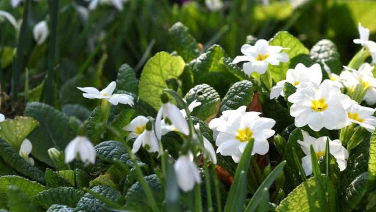 Primula coloratissima errore salute