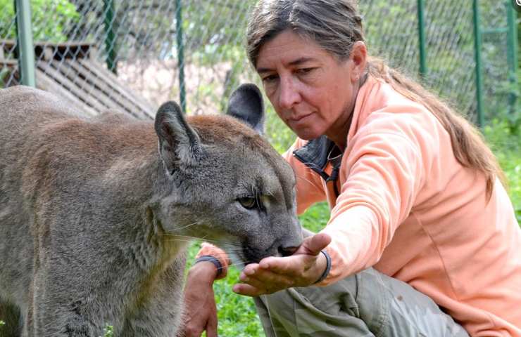 Puma e Pacha storia 